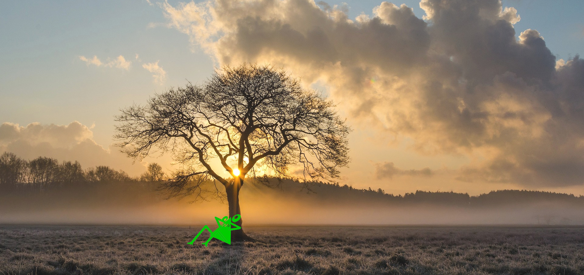 Baum-frog